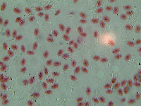 Клетки крови рыбы.