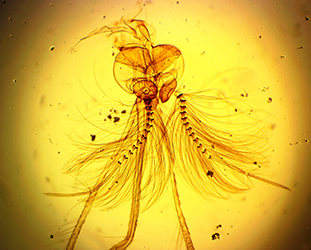 комар микроскоп, комар под микроскопом, комар под микроскопом фото, как кусает комар под микроскопом, комар под микроскопом увеличенный