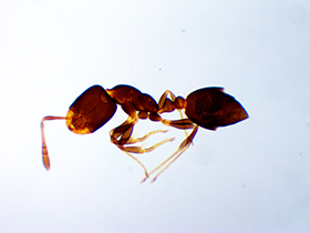 муравей микроскоп, муравей под микроскопом, муравей под микроскопом фото, муравей через микроскоп, муравей через электронный микроскоп