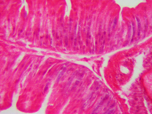 червяк под микроскопом, червь под микроскопом, дождевой червь под микроскопом, червь под микроскопом фото, червяк под микроскопом фото, как выглядит червяк под микроскопом