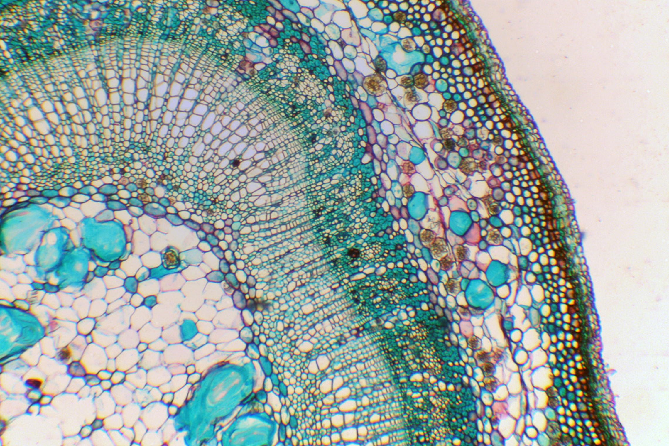 Срез результатов. Поперечный срез корня микрофотография. Поперечный срез стебля микроскоп. Микропрепарат ветка липы поперечный срез. Поперечный срез ветки липы под микроскопом.
