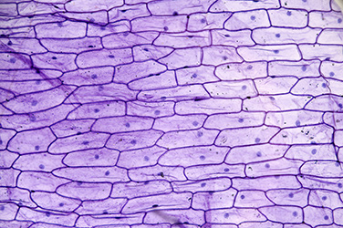лук микроскоп, лук под микроскопом, кожица лука под микроскопом, клетка лука под микроскопом, кожица лука в микроскоп