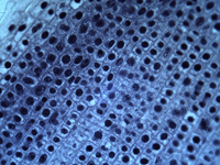 Mitosis Onion Root Tip Cells Деление клеток корневого чехлика лука №39.