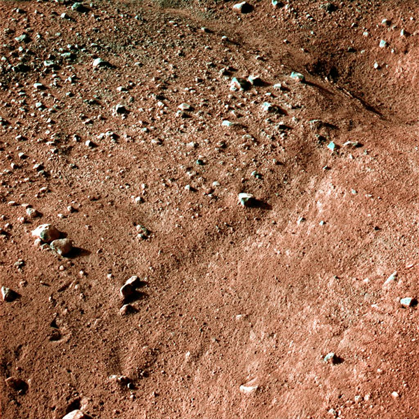 На Марсе нашли грибы