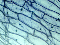 Фотография микропрепарата кожицы лука под микроскопом