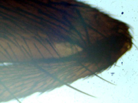 Лапка мухи под микроскопом