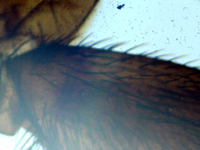 Лапка мухи под микроскопом