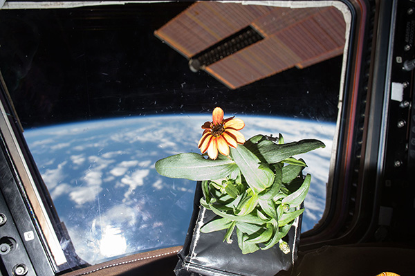 Первое растение в космосе