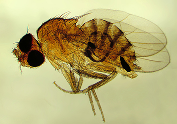 муха под микроскопом, муха под микроскопом фото, как выглядит муха под микроскопом, как выглядит муха под микроскопом фото, муха под микроскопом картинки