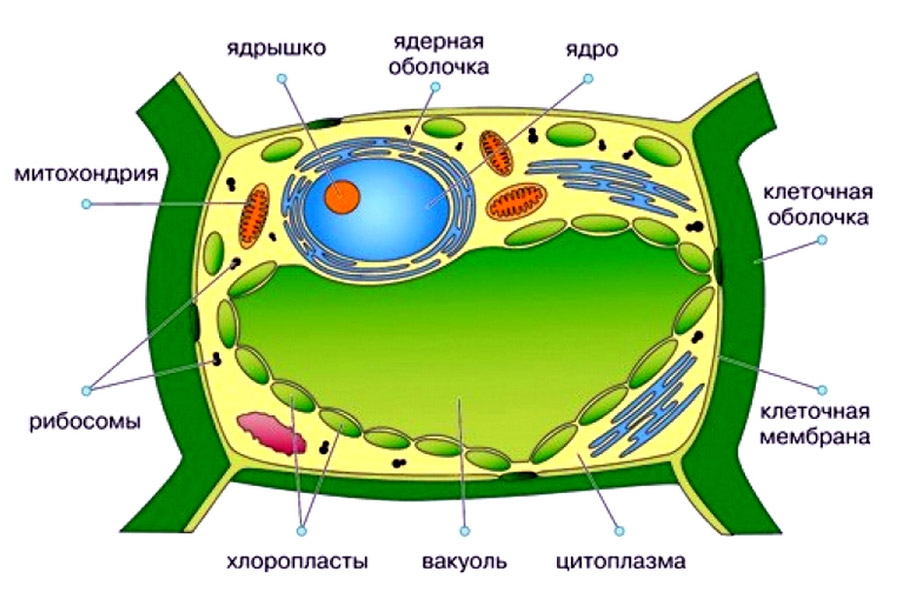растительная клетка в микроскопе, растительная клетка под микроскопом, растительная клетка под световым микроскопом