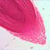 Корневой 
чехлик под микроскопом