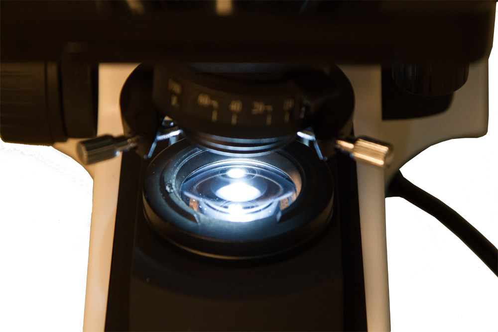 флуоресцентная микроскопия, флуоресцентная микроскопия окрашивание антителами, метод флуоресцентной микроскопии, конфокальная флуоресцентная микроскопия