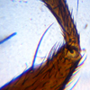 Слайд из набора для опытов K50 под микроскопом Levenhuk LabZZ M101