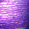 Слайд из набора для опытов Levenhuk под микроскопом Levenhuk Discovery Scope 2