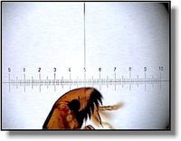 Вид в окуляре с использованием шкалы